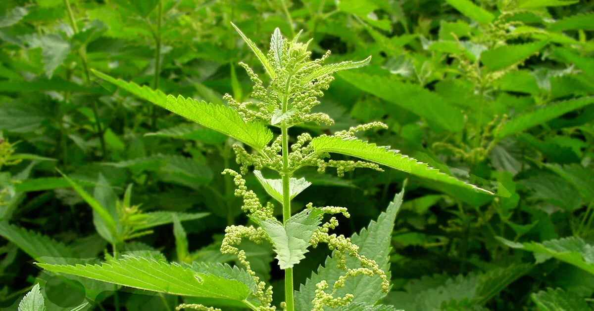 Nettle-buds-header.webp