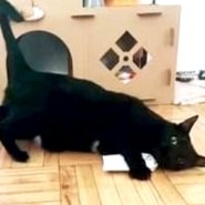 cat+nip.jpg