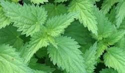 nettle.jpg