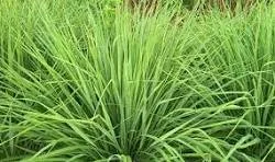 The Stimulator Tea Blend