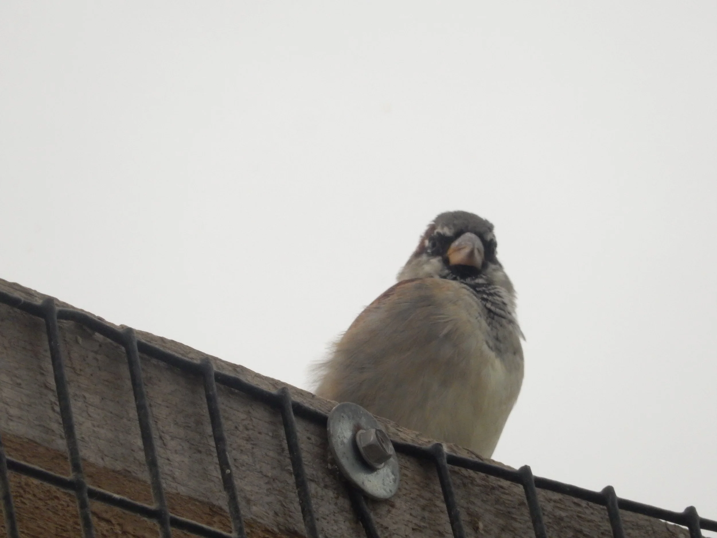 "Gaze upon the skies"