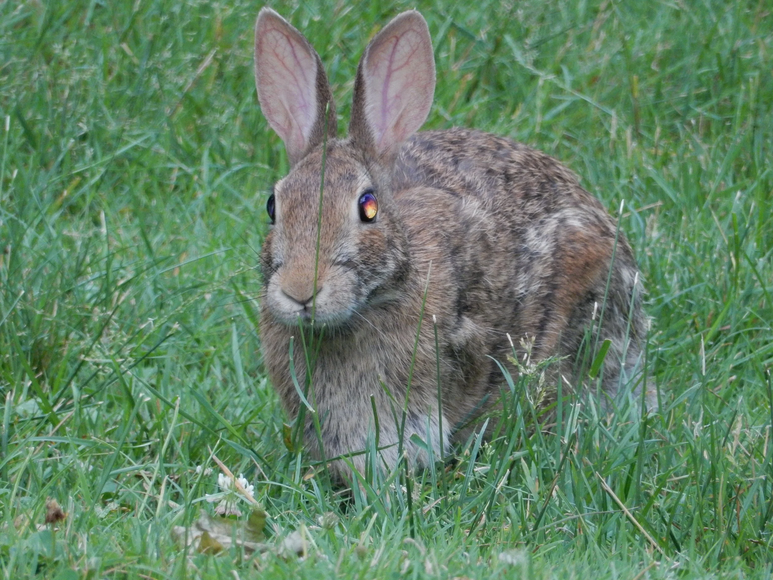 "The Prey or the Predator?"