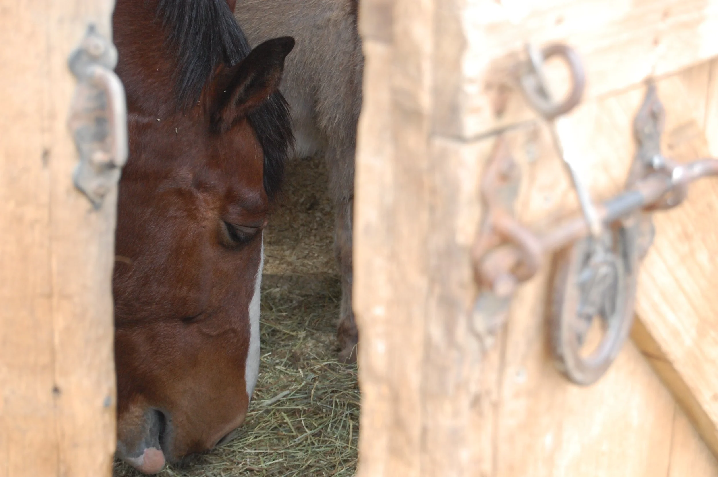 Midlife Crisis-Photograph.JPG