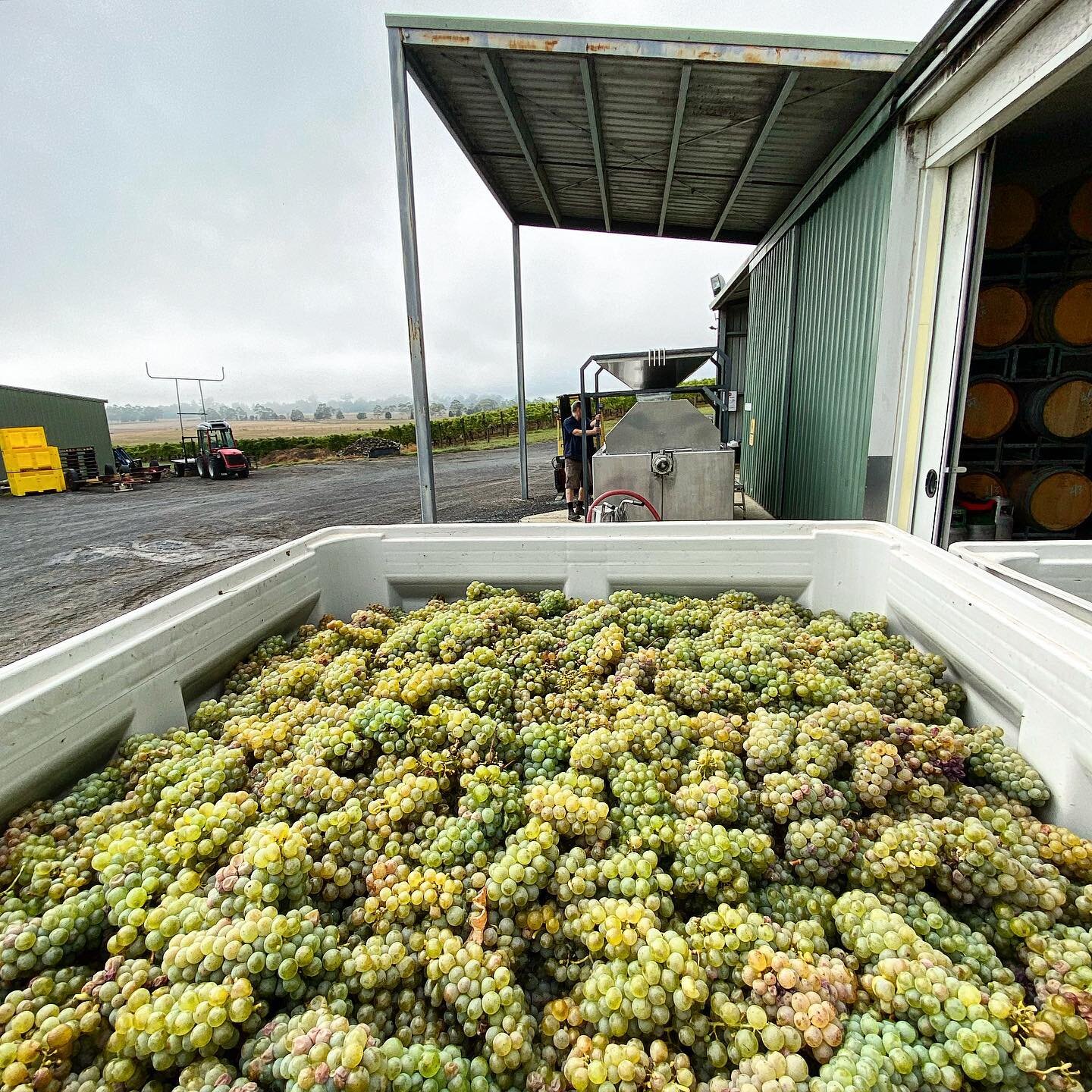 Time for the Savvy B to hit the press.
*****
*****
*****
#thousandcandles #V23 #handpicked #sauvignonblanc #yarravalleywine