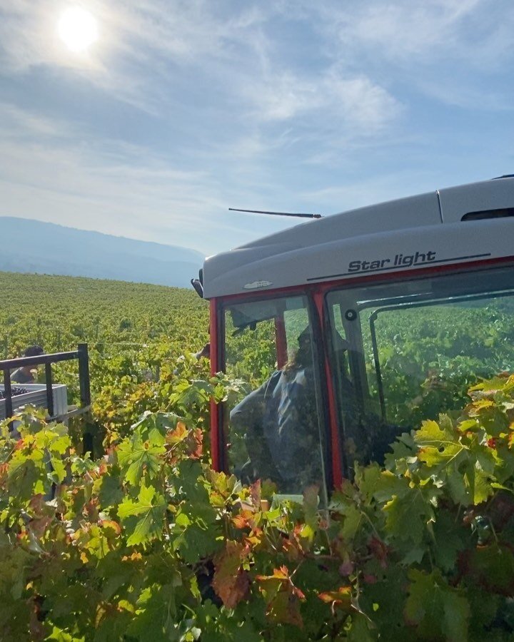 A big day of picking before the next round of rain hits over Easter. Great effort by all the team, some tasty fruit is now safely in the winery
****
****
****
#thousandcandles #V23 #handpicked #cabernetsauvignon #shiraz #biologicalfarming #yarravalle