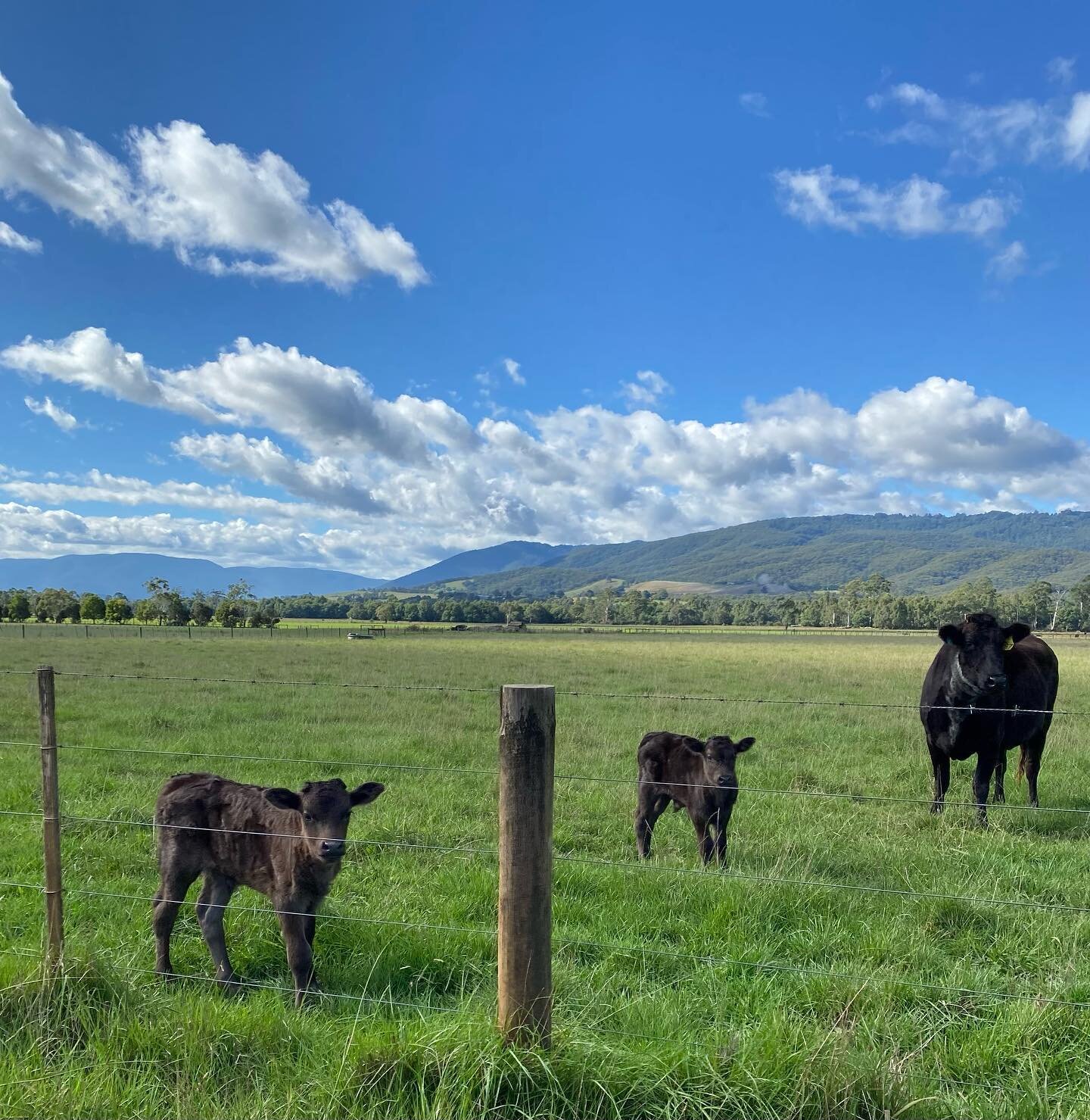 Not only is it busy in the vineyards and winery with vintage but there&rsquo;s plenty happening out on the farm, with lots of new calves on the ground and recently sown pasture popping out of the soil after good rains 
****
****
****
#thousandcandles