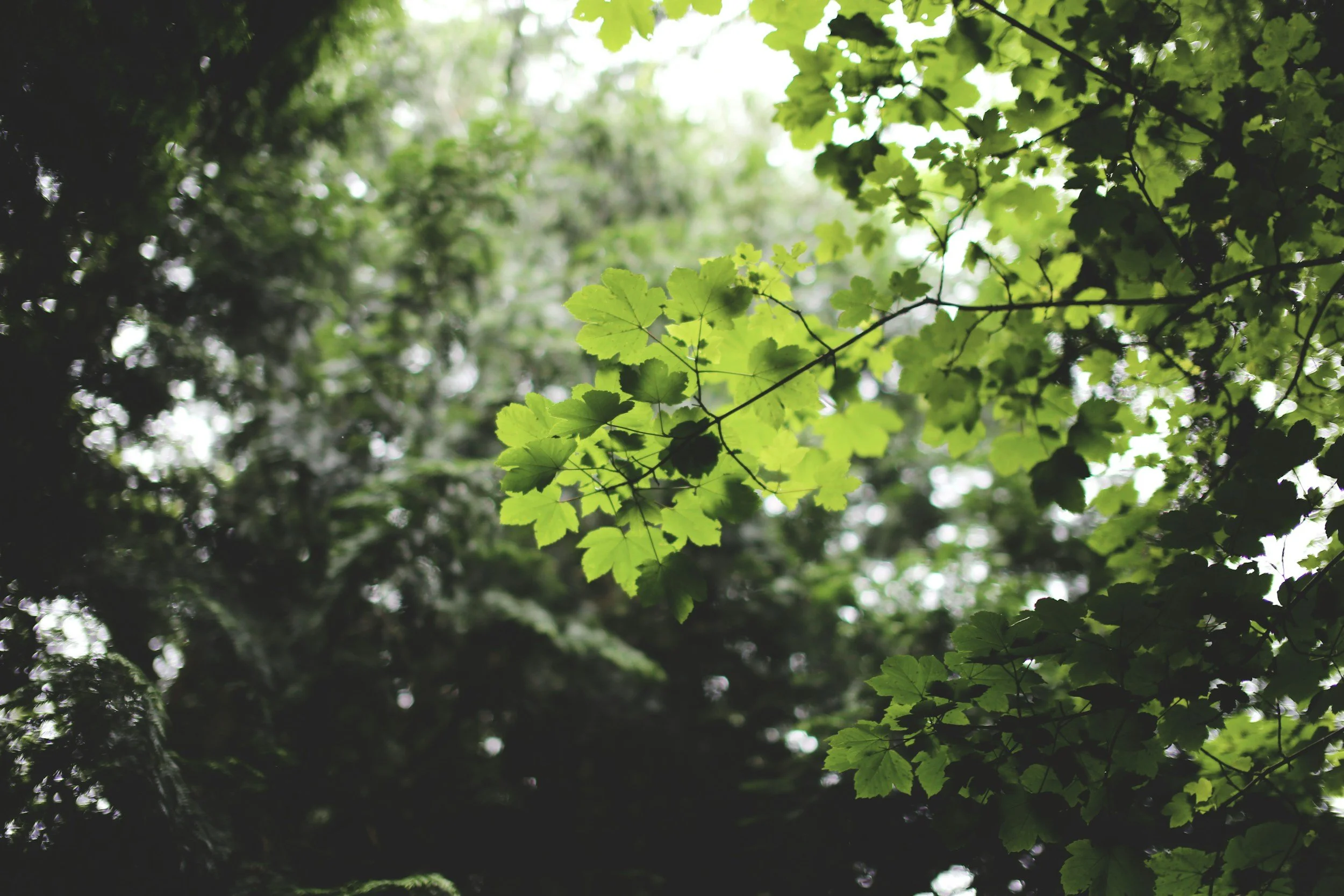 adult sessions in the woods