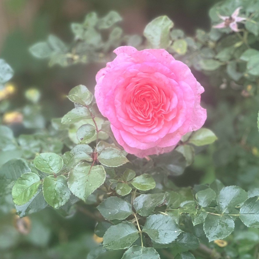 .
🌸 Beauty and Resonance
✨ This is my medicine
🌏 Attuning to the world around me 
🌱 Feeling the connection and grounding 
🌤️ Clearing the fog and grey inside my system
💖 Beauty heals

My experiences with the Safe and Sound Protocol continue to s