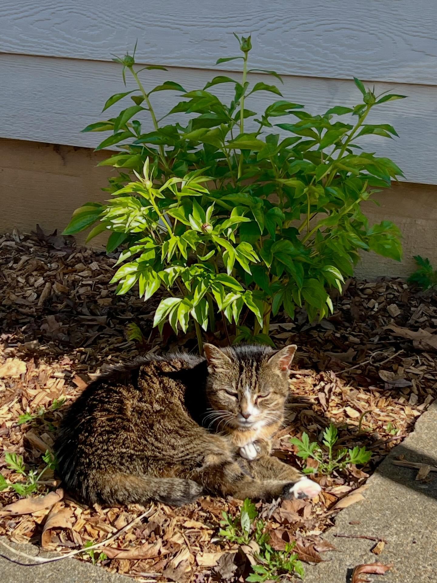 From Yield &rarr; Push 🌱

Each spring, I watch peonies gently push through the soil&mdash;and remember they&rsquo;ve been gathering energy all along.

This season mirrors that shift in us:
from yield &rarr; push.

Yield is winter&rsquo;s invitation: