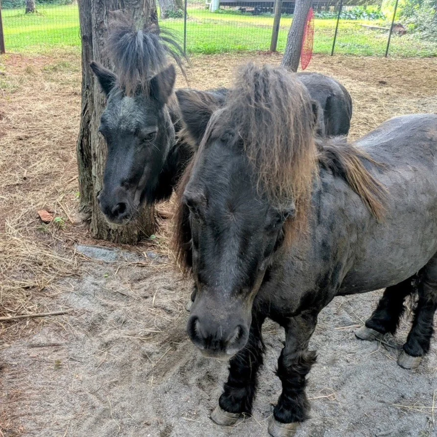 Two mini horses side by side, their manes in ponytails.