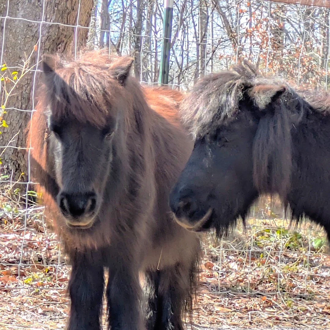 Two mini horses, Sunny and Midnight, standing with their heads together