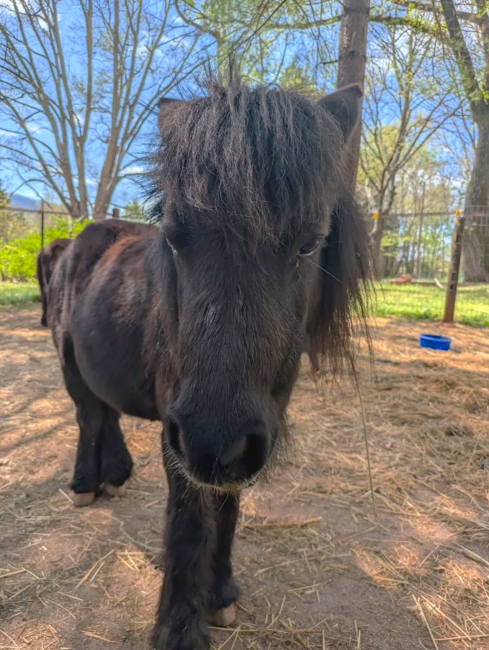 Front-facing photo of the mini horse, Midnight