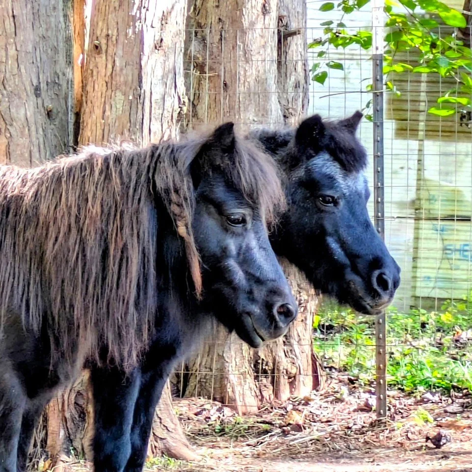Two mini horses, Sunny and Midnight, standing next to each other looking to the side of the camera.