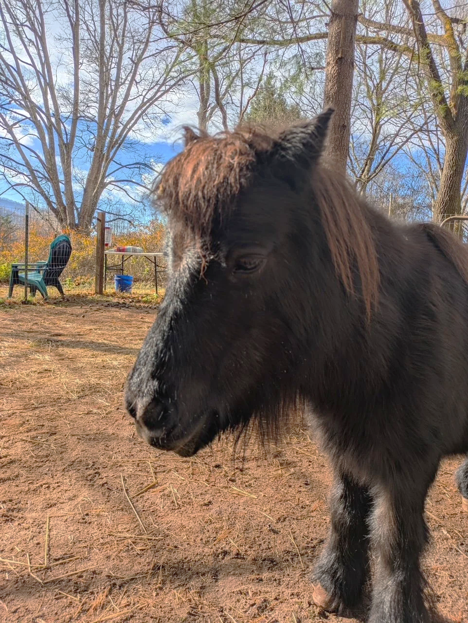 Photo of Sunny, the mini horse, from the side