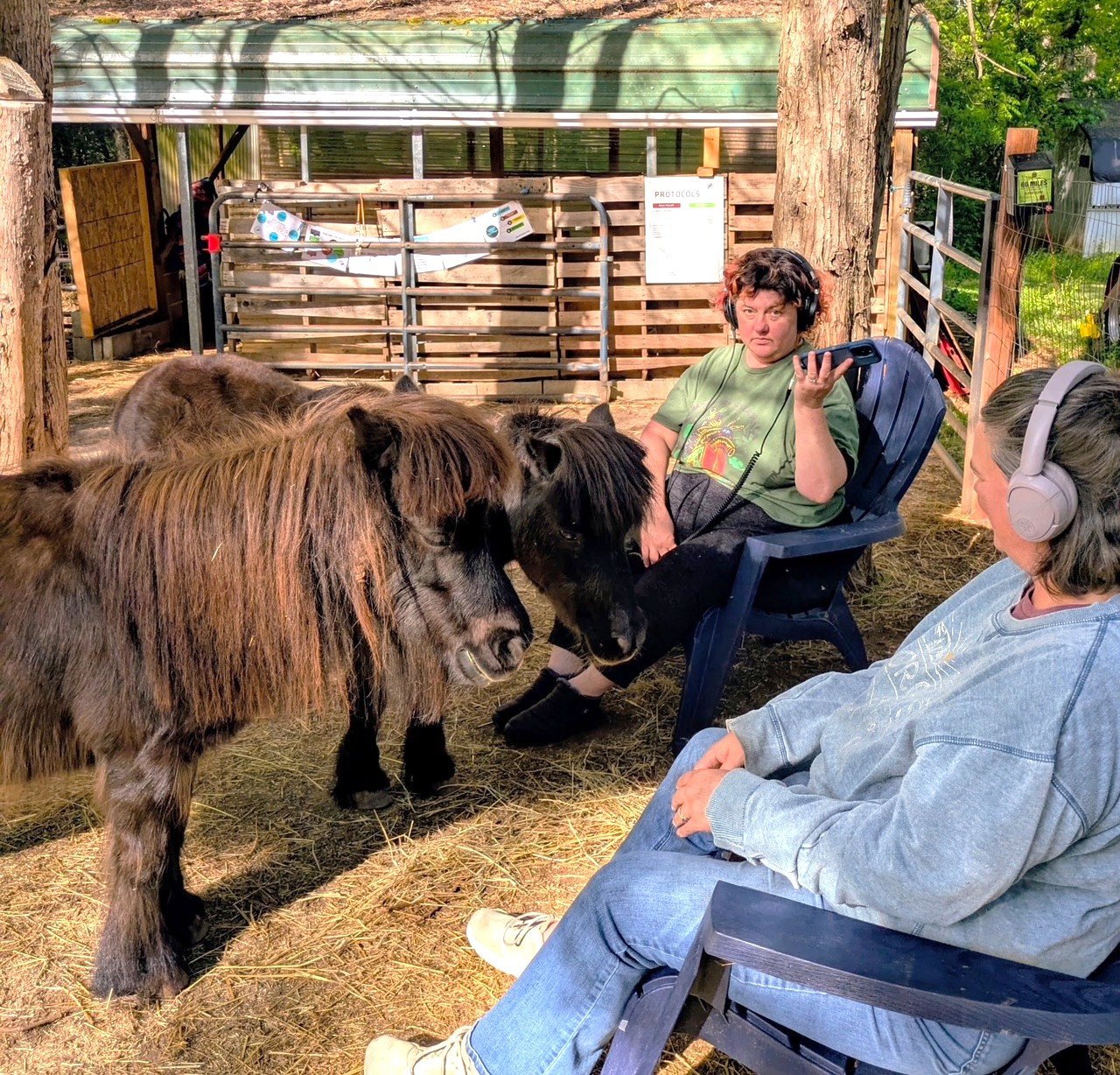 Two women sitting in chairs with headphones, with two mini horses standing and facing them.