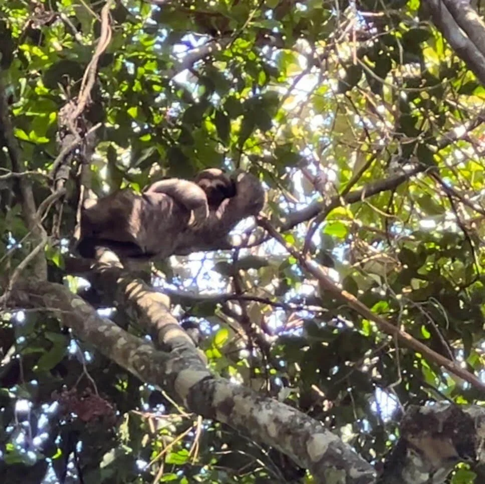 A sloth yielding in a tree in Costa Rica representing yield and yoga nidra - practices in somatic therapy offered by Reclaiming Beauty, a therapy practice for eating disorders in Asheville, North Carolina and virtually in NC and SC.