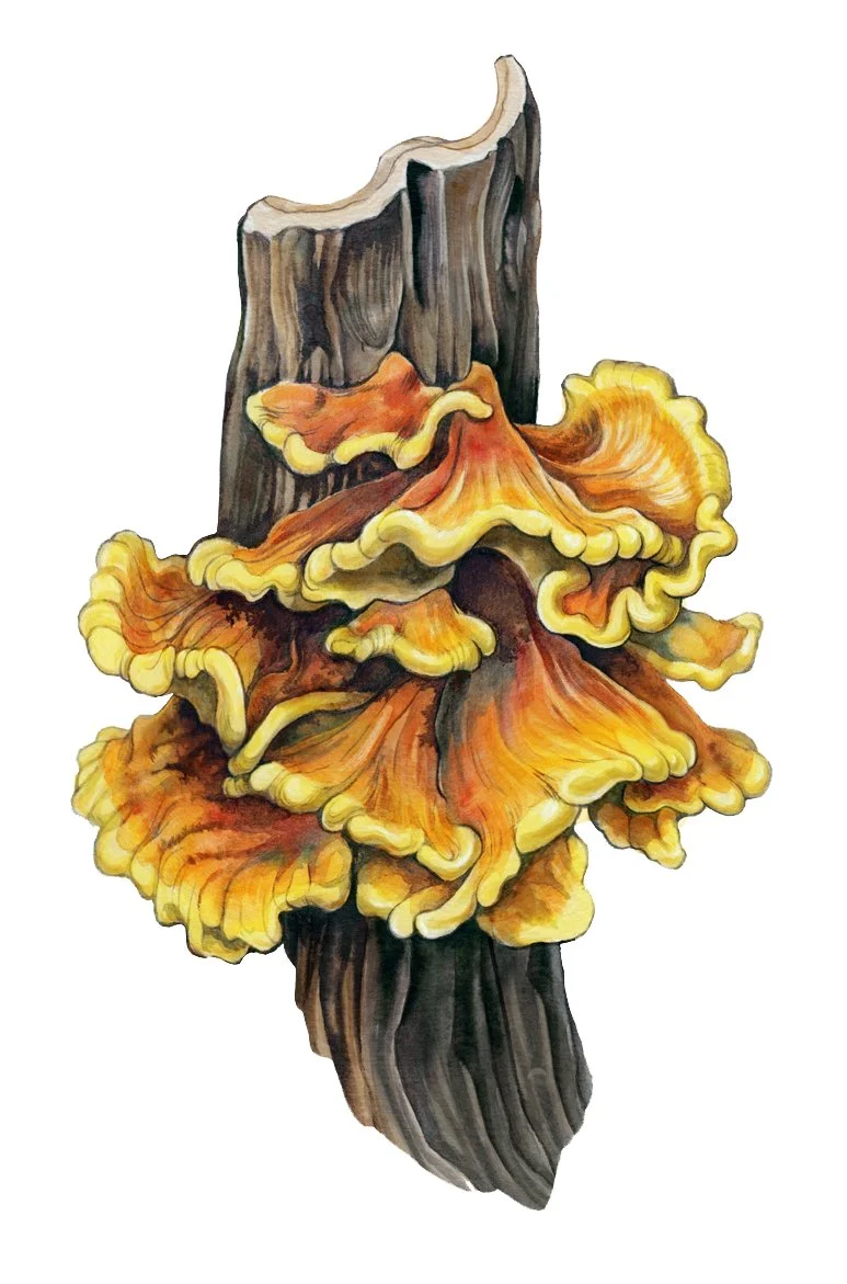 Fungi Collectible Cards - svavelticka.jpg