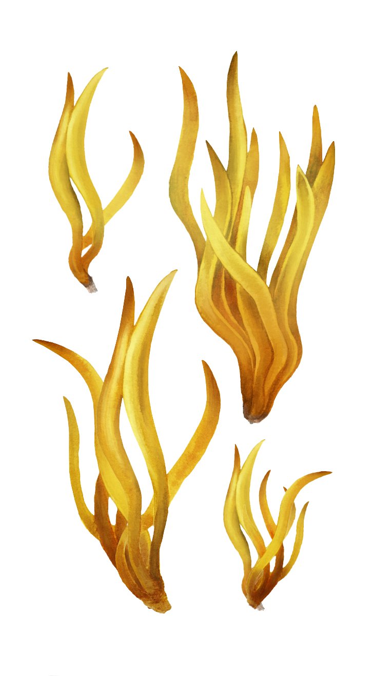 Fungi Collectible Cards Pack1 - clavulinopsis vit.jpg