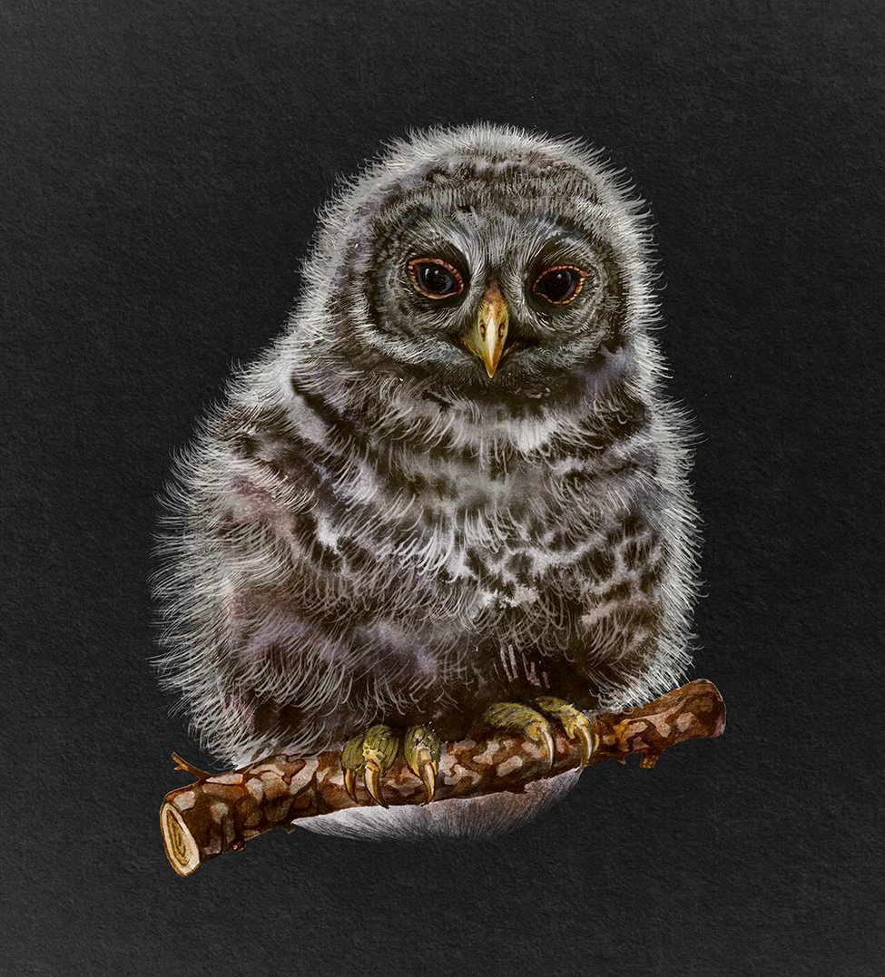 Strix uralensis uggleunge.jpg