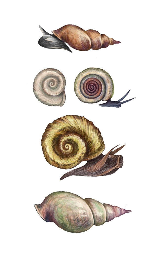 mollusker sagamariah.jpg