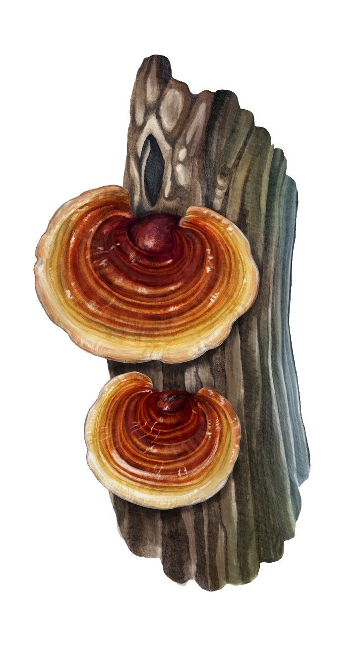 Fungi Collectible Cards - ganoderma vit.jpg