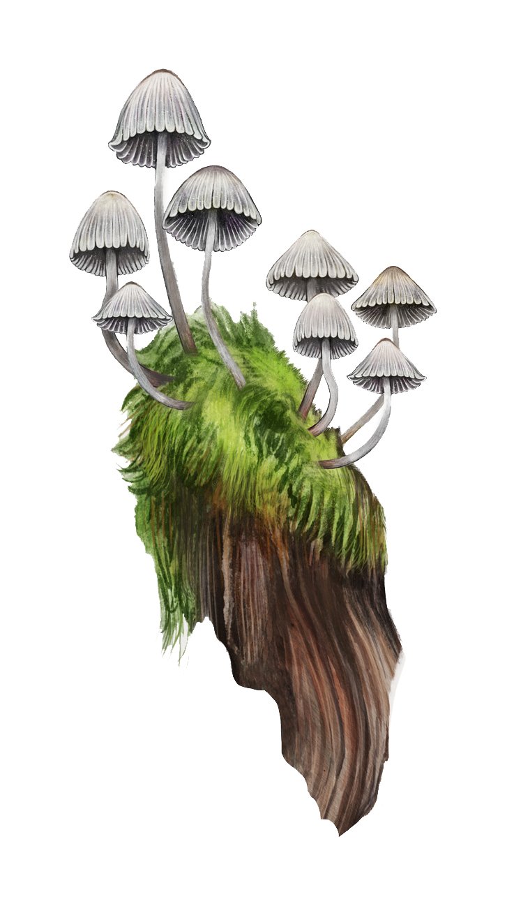 Fungi Collectible Cards - fairy inkcap vit.jpg