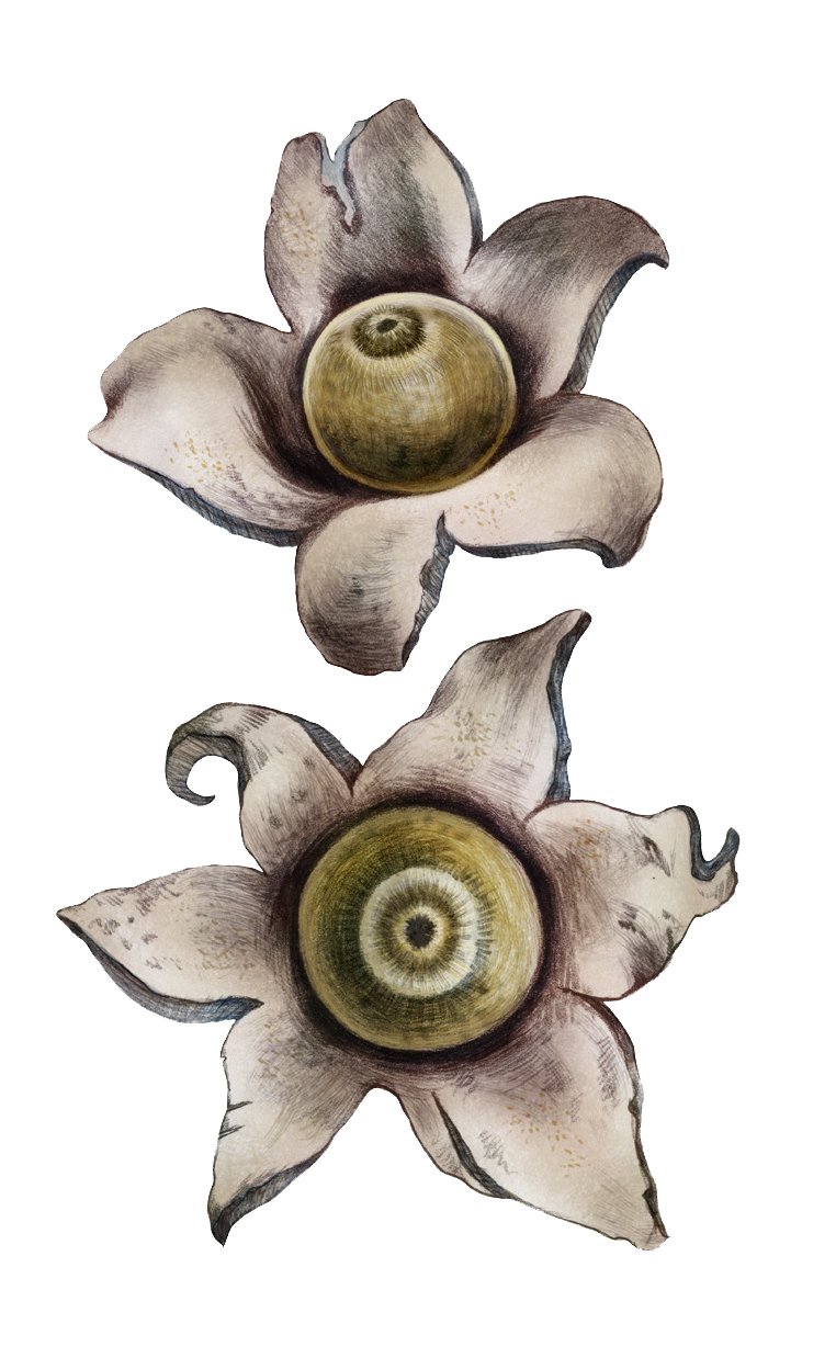 Fungi Collectible Cards - jordstjärna.jpg