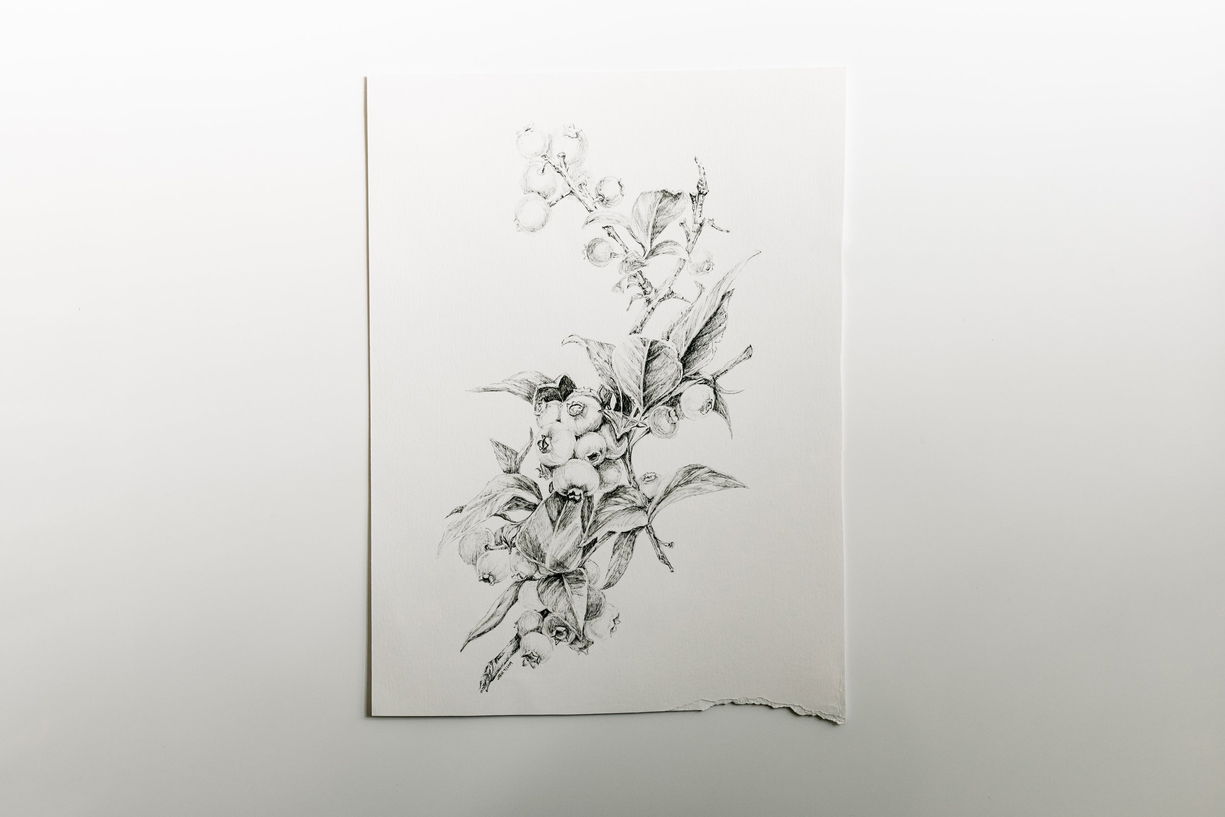 Blueberries - High Resolution Archival Print