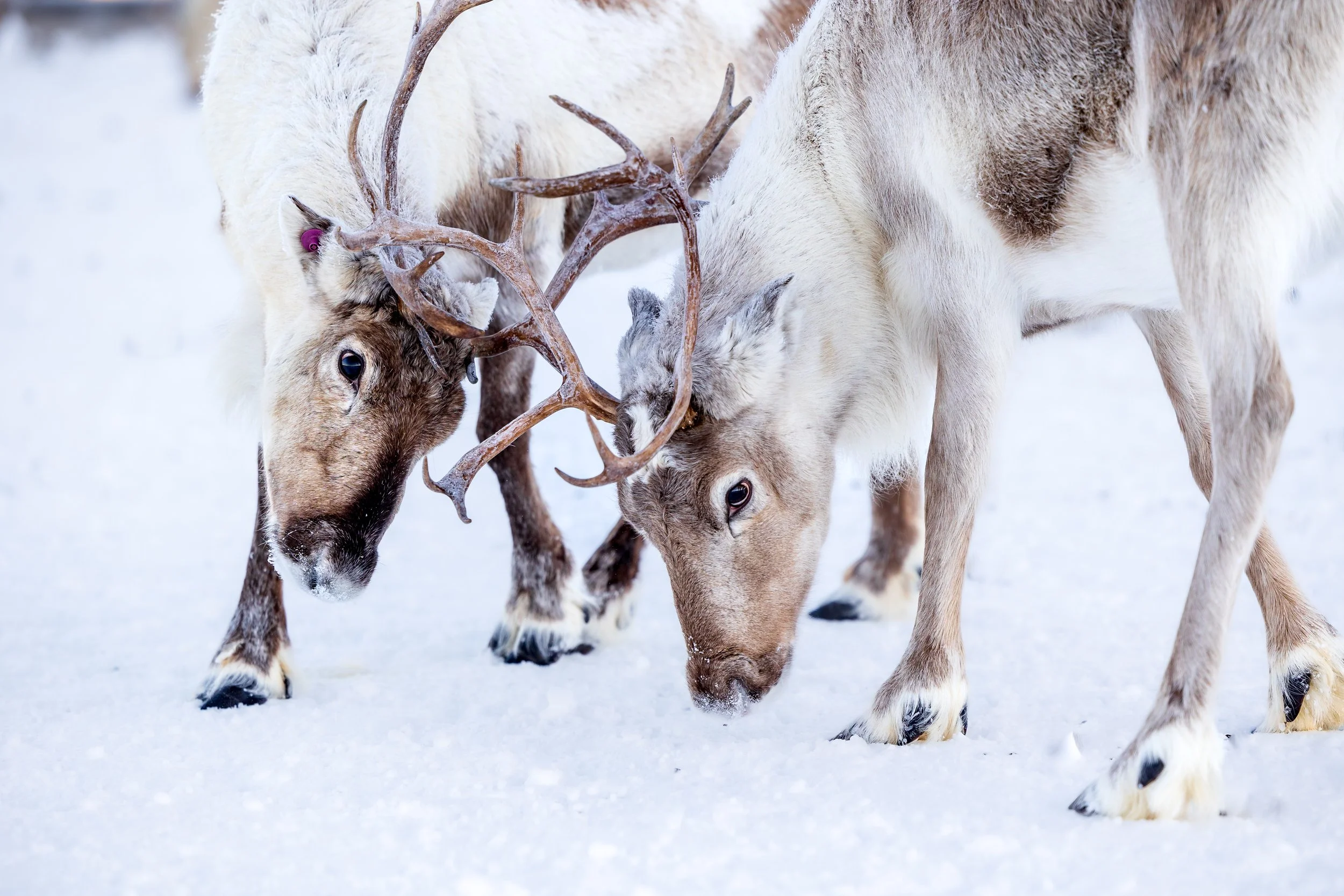 Reindeer in Tromso