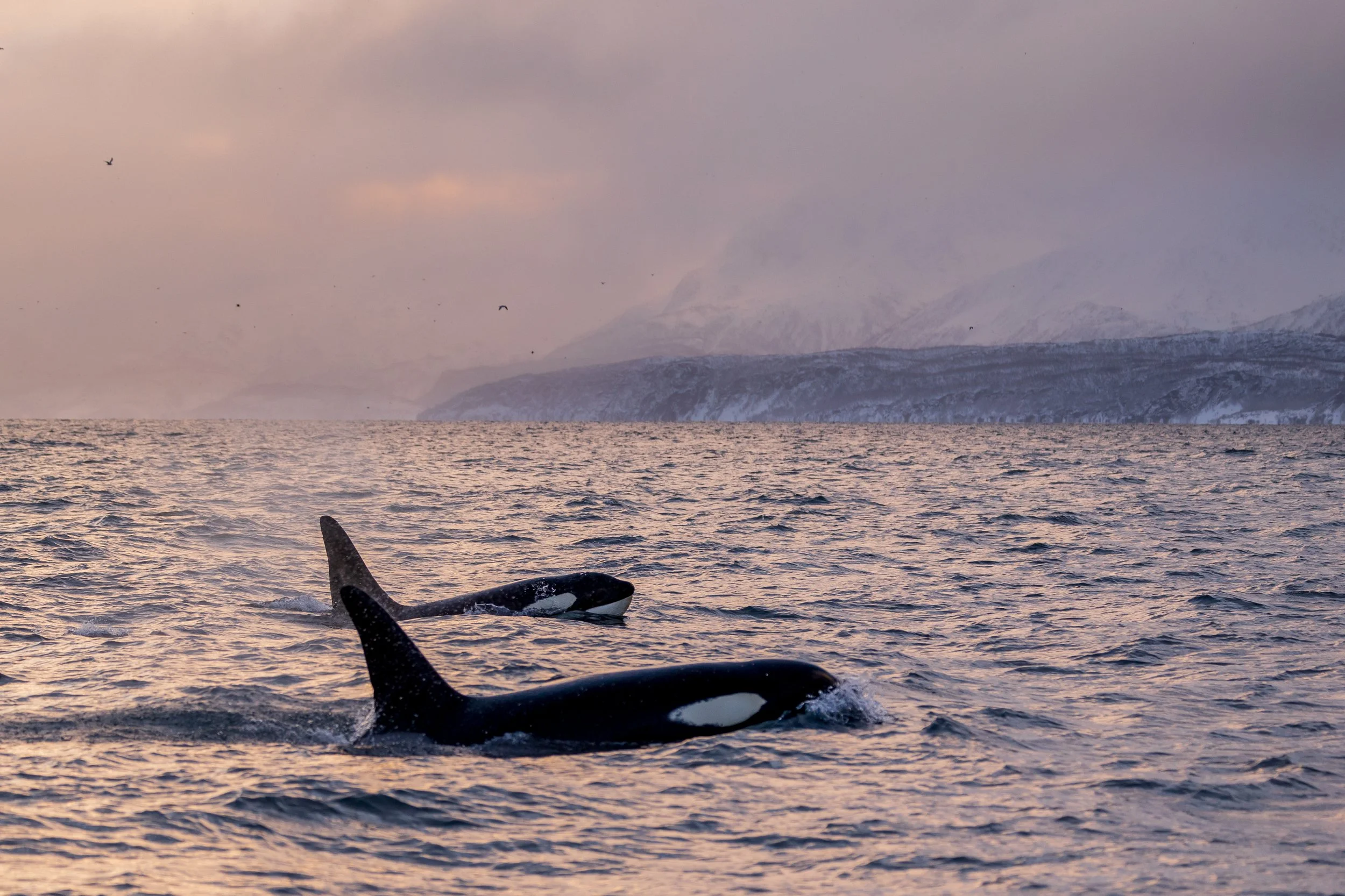 Orca in sunset golden light in the far north of Norway