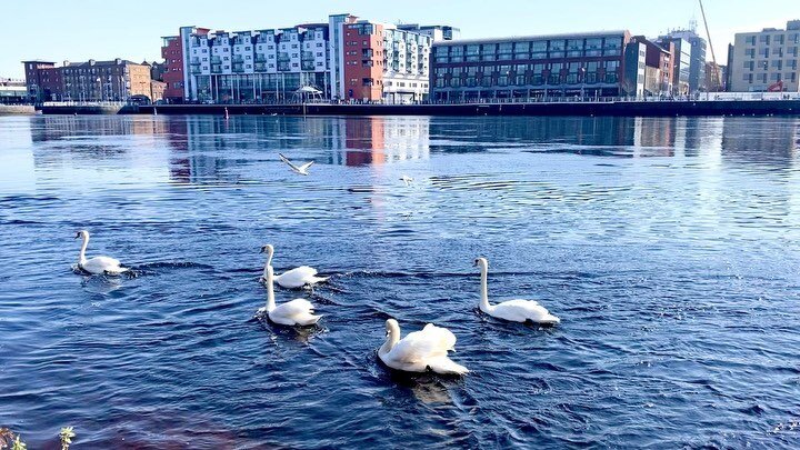 I relate far more to the third one, let&rsquo;s be honest 

#Limerick #Swan #Swans #SwansOfInstagram #Sunny #Shannon