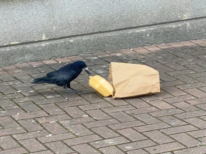 Nothing to see here, just a Limerick crow having his lunch. 

#Limerick #Crow #CrowsOfInstagram