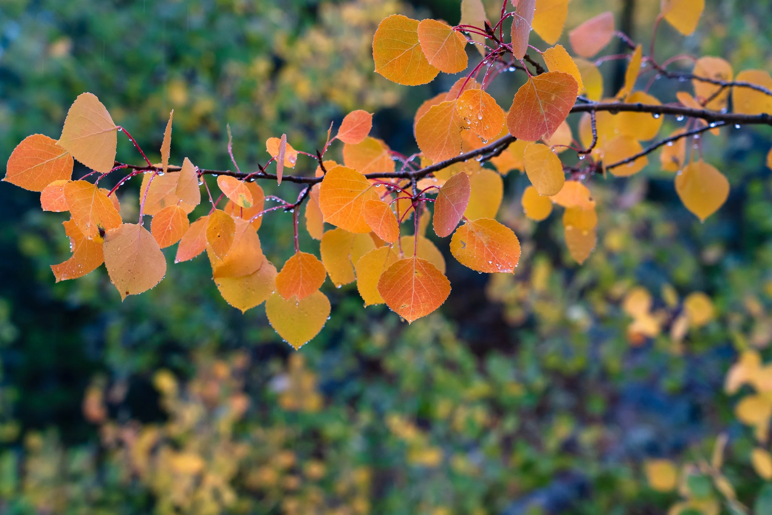 RMNP 2025 fall-18.jpg