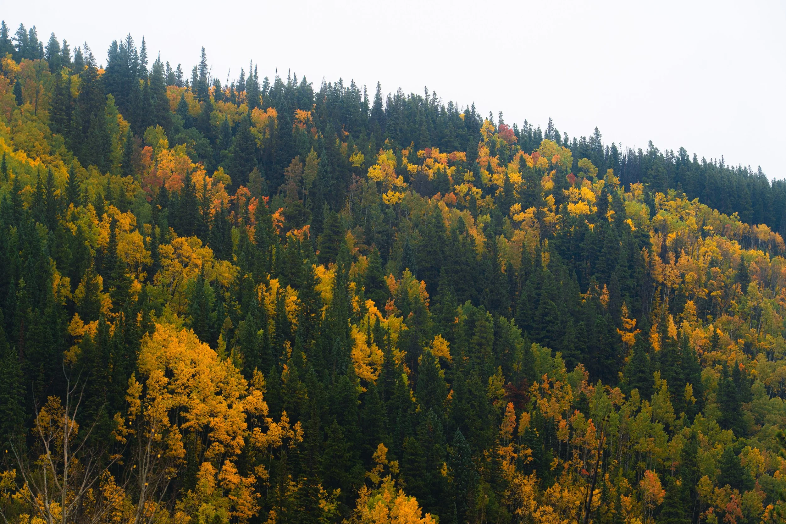 RMNP 2025 fall-20.jpg