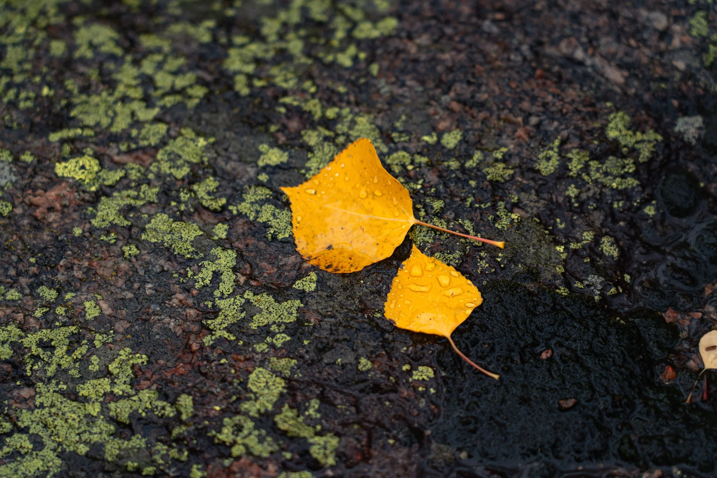 RMNP 2025 fall-23.jpg