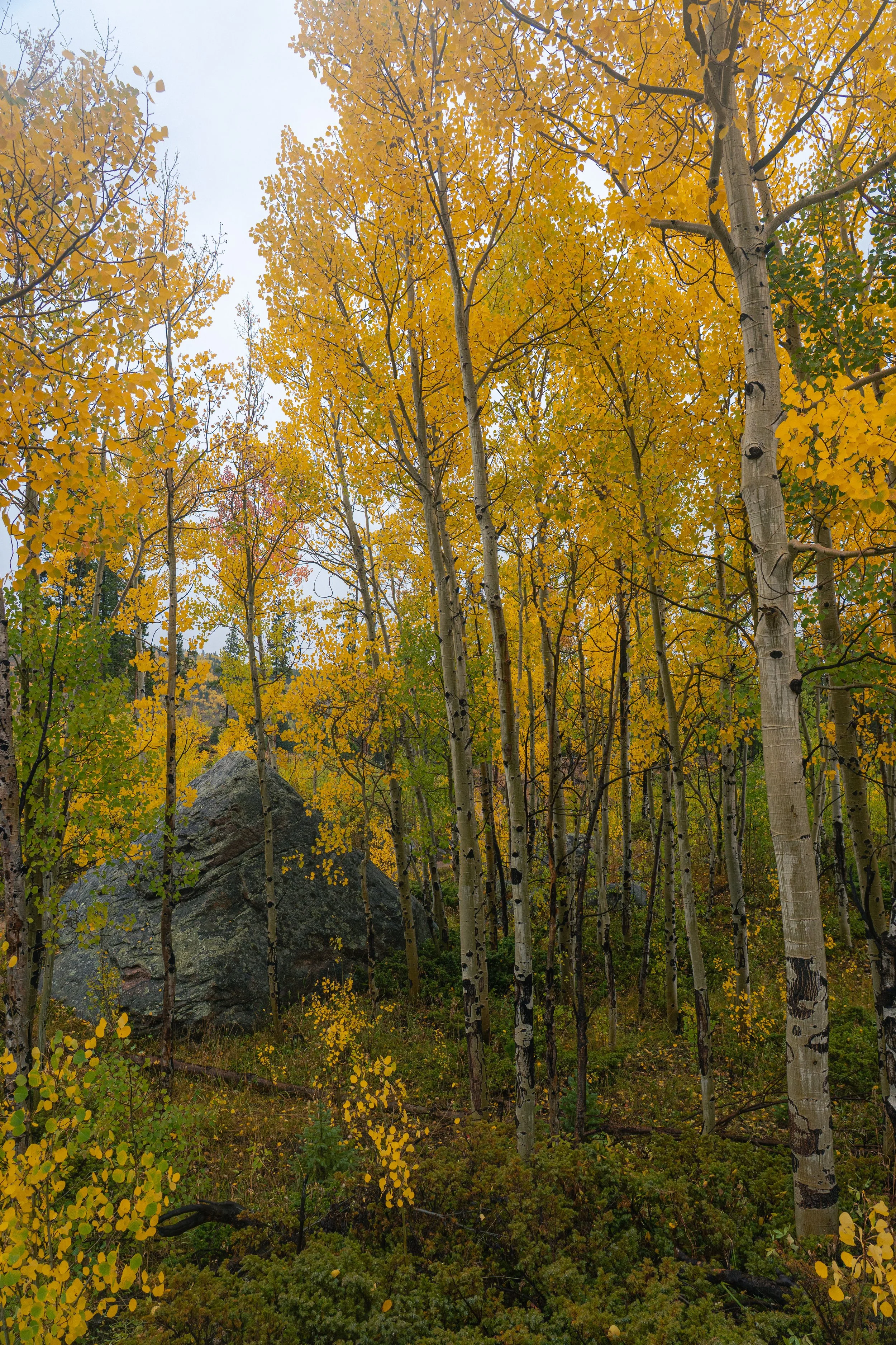 RMNP 2025 fall-22.jpg