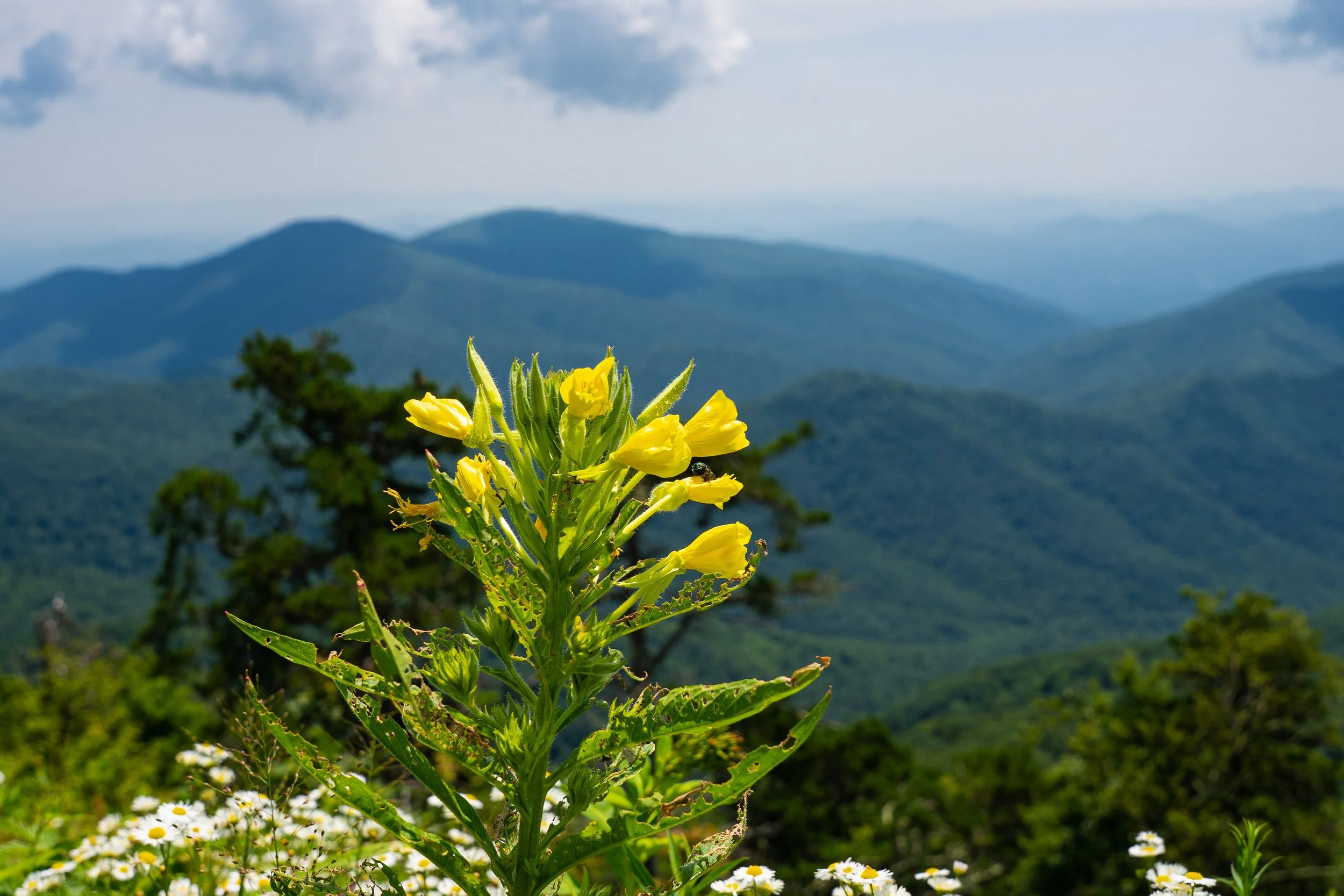 North Carolina-8.jpg