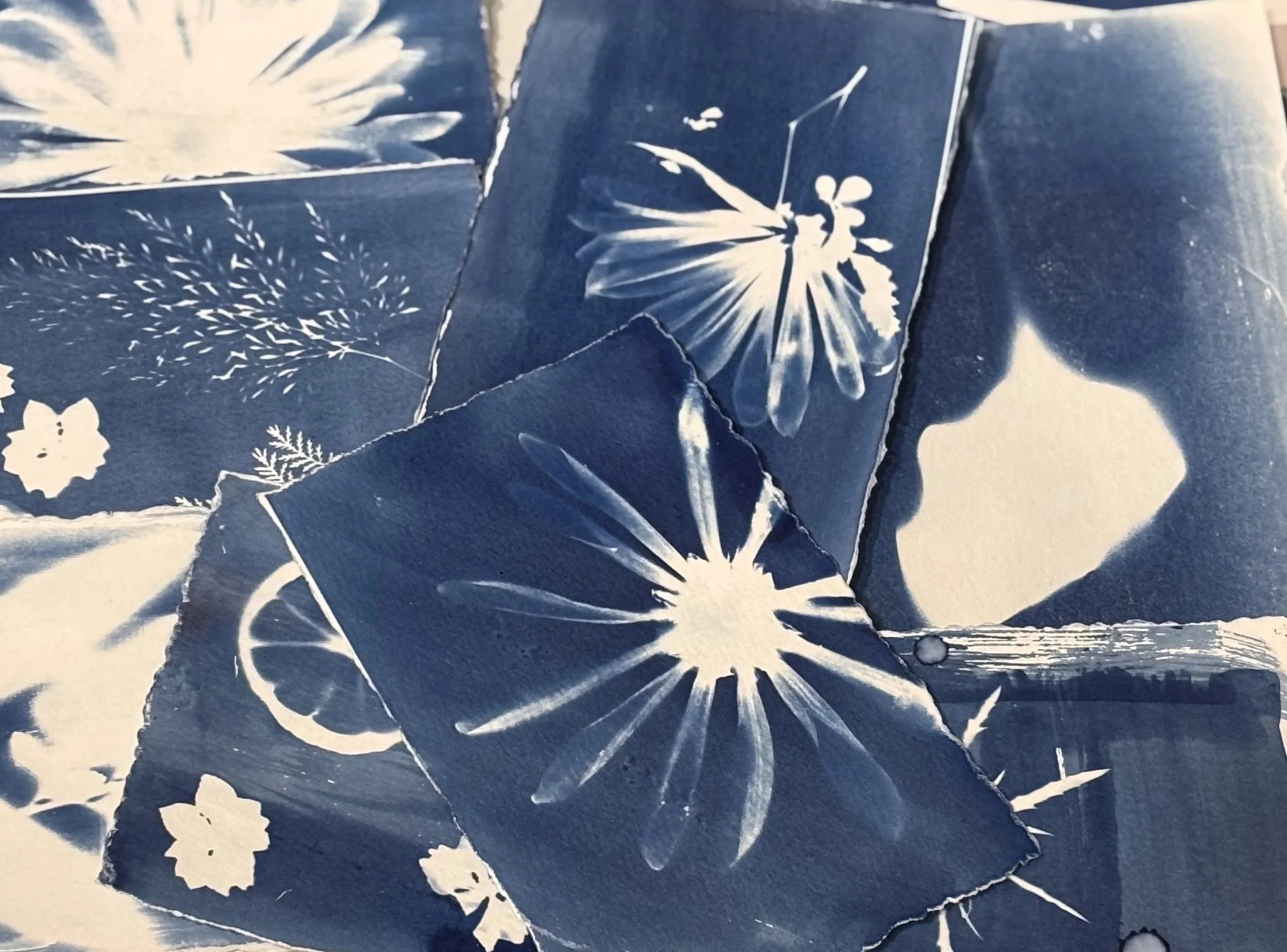 Medium &amp; Technique | Cyanotype