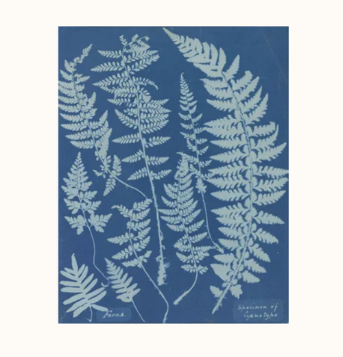 Cyanotypes