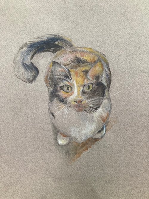 Calico Cat