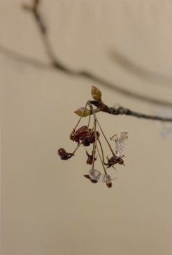 Haiku. Daniel Oppenheim