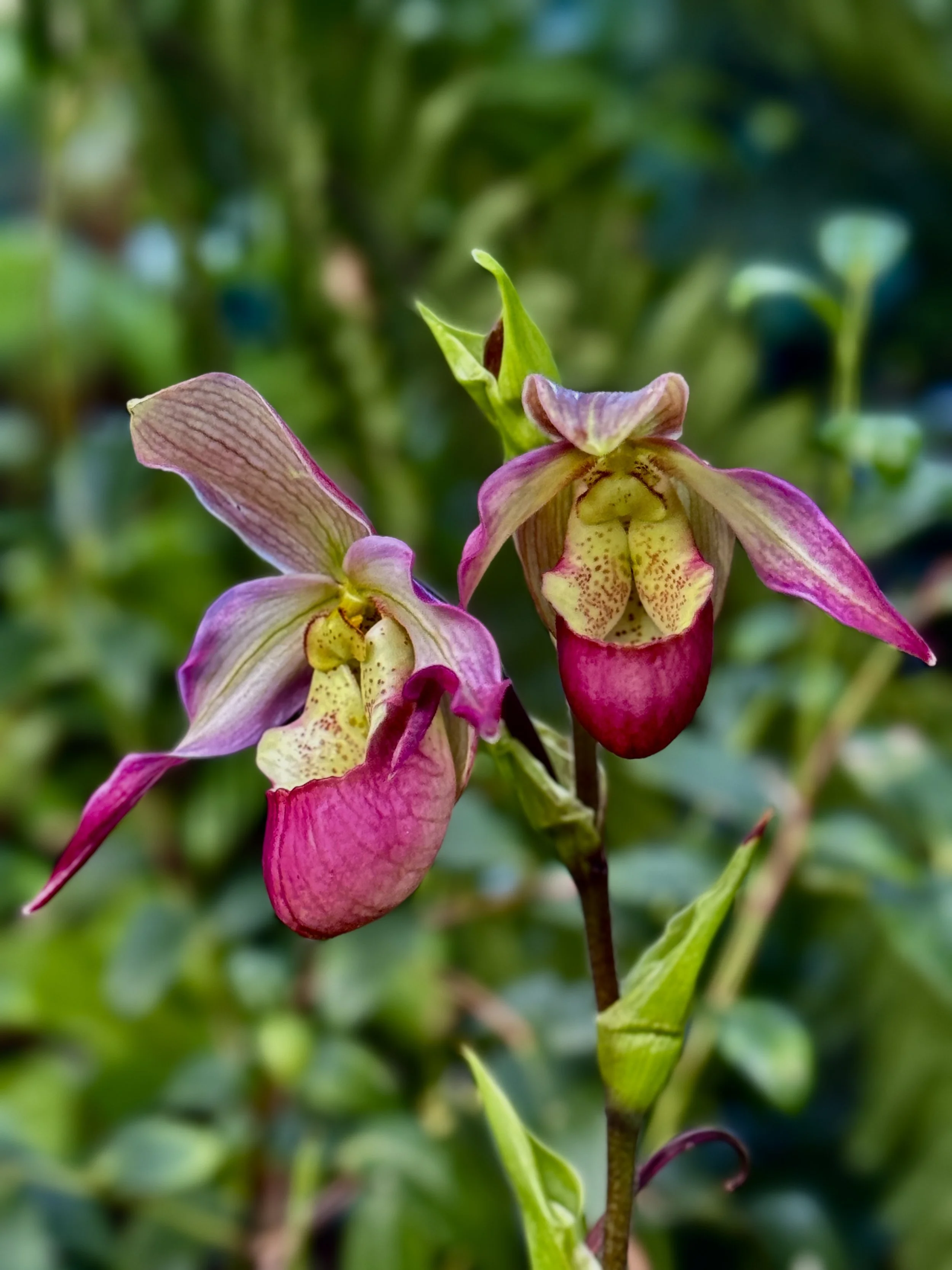 ARBOR YOUNG-Lady Slippers.jpg