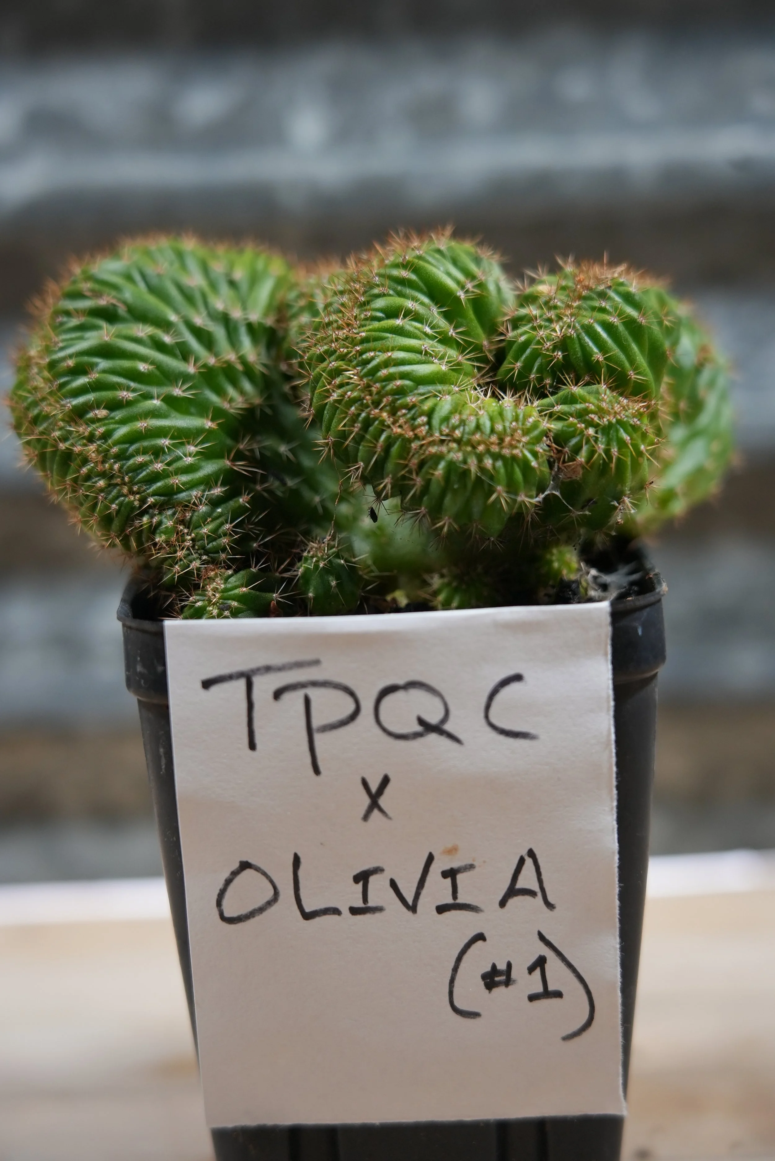 tpqc x olivia 1:1.JPG