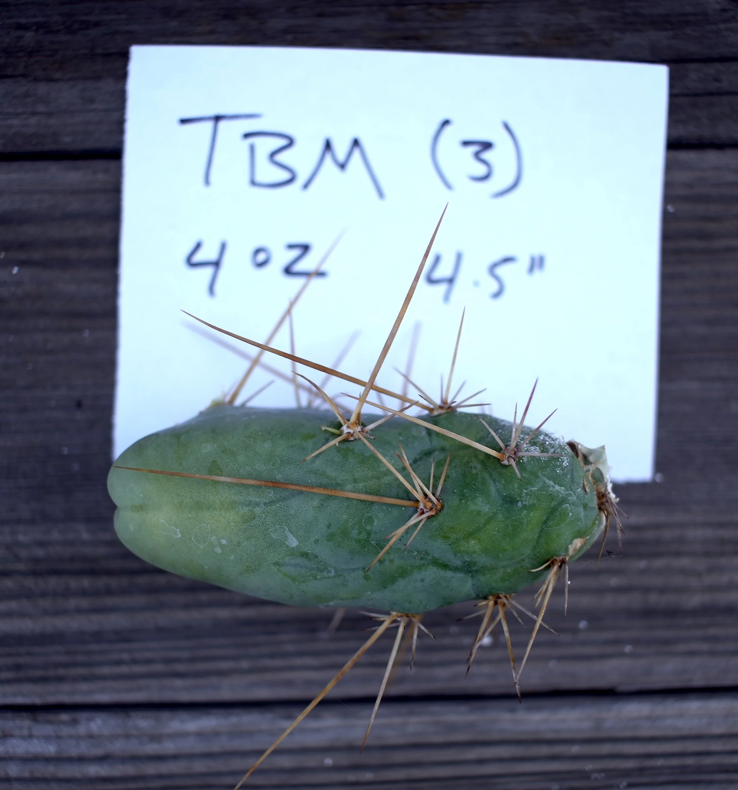 TBM, Small Form Penis Cactus Cutting (3)