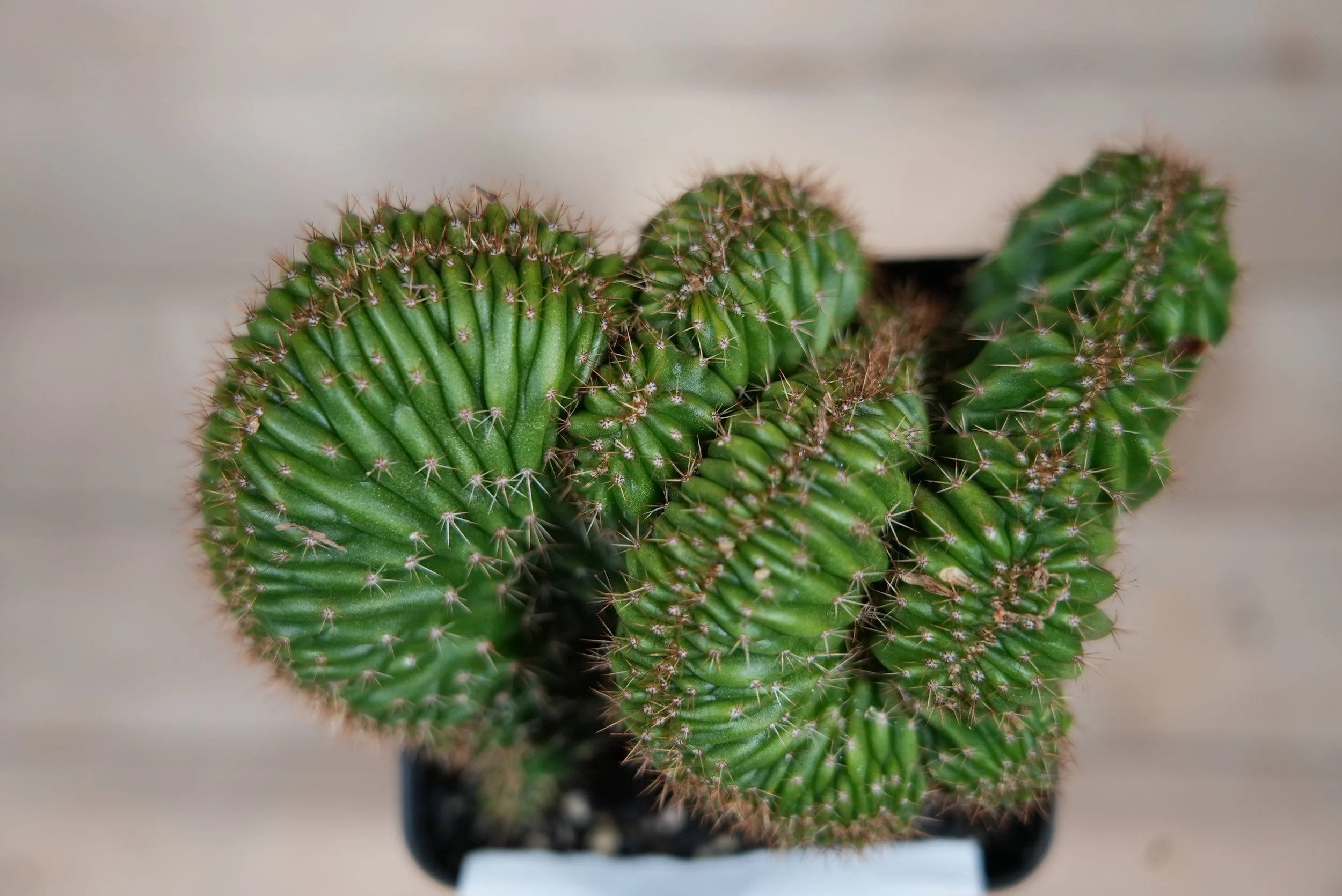 tpqc x olivia 1:2.JPG