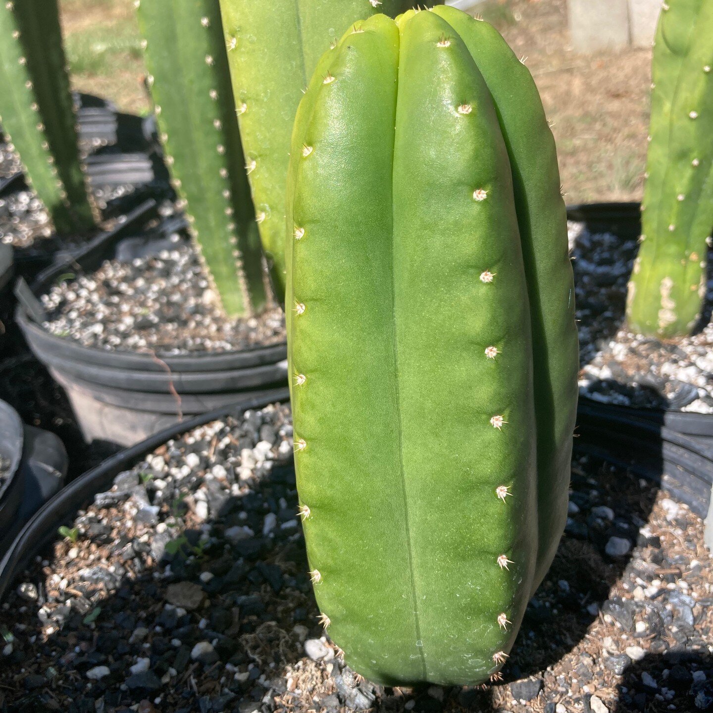 King Tubby is spayshul, which was apparent at only 2 inches tall. He stands out in the crowd. Chubby, shallow grooved, notchy, smooth goodness. Whos a chubby wittle cactush!? Yesh you are... Scop x Juul's Giant. First pup, from a 2020 seedling. Next 