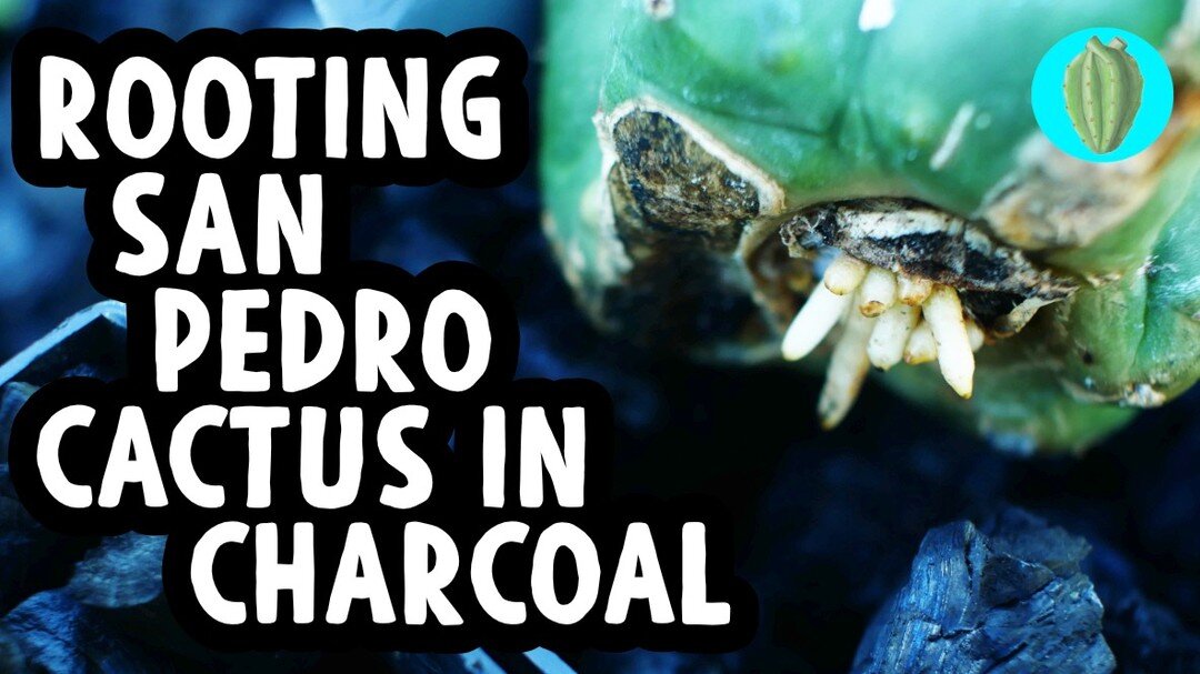 A video I just made about an ongoing experiment in rooting cactus in charcoal instead of potting soil etc. https://youtu.be/OgSRBl1xJD4 

So far I really like it. Very few fails and some stuff that has been resistant to rooting has rooted very fast o