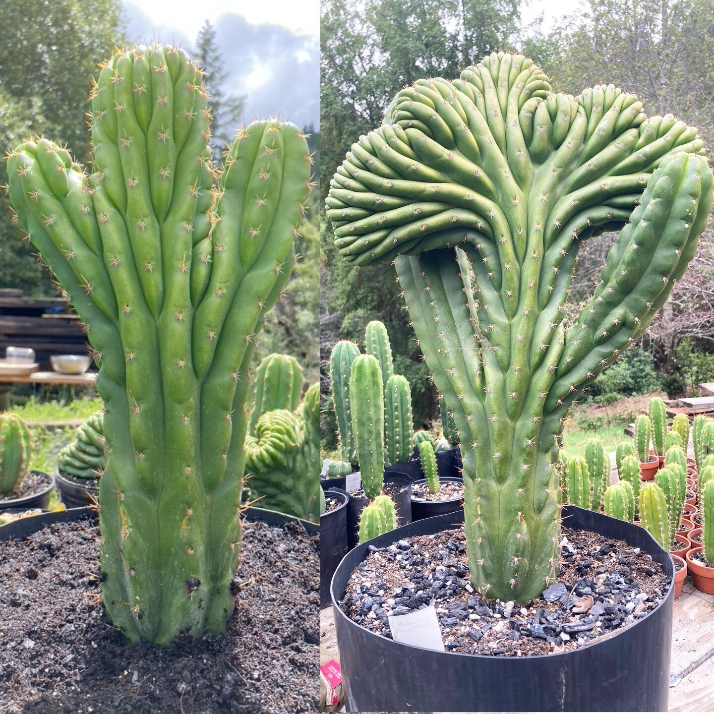 One year of growth on this wacky TPM. might look pretty weird 5 years from now if it can stay upright. 
I hope the arms don't crest and turn into huge columns. Fortunately, the base is really fat for its size.

 #sanpedrocactus #sanpedro #trichocereu