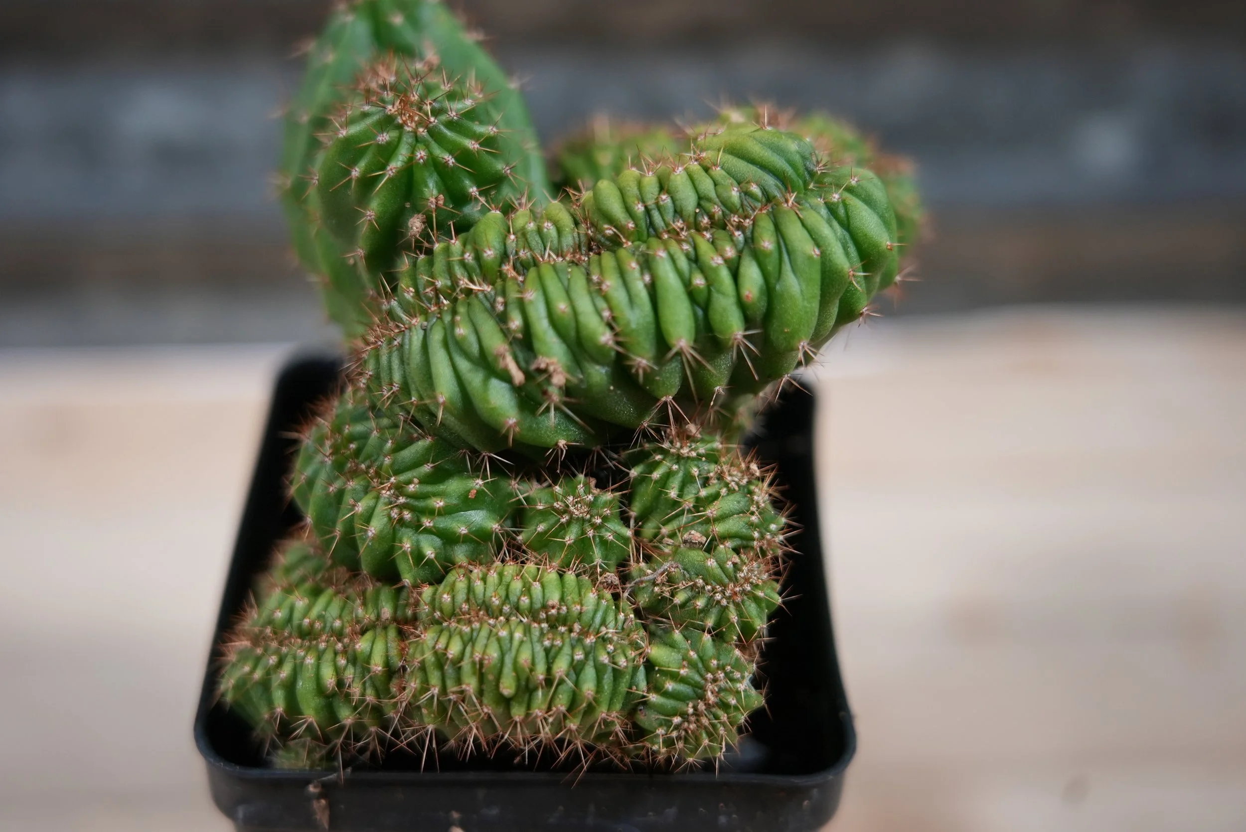 tpqc x olivia 2:3.JPG