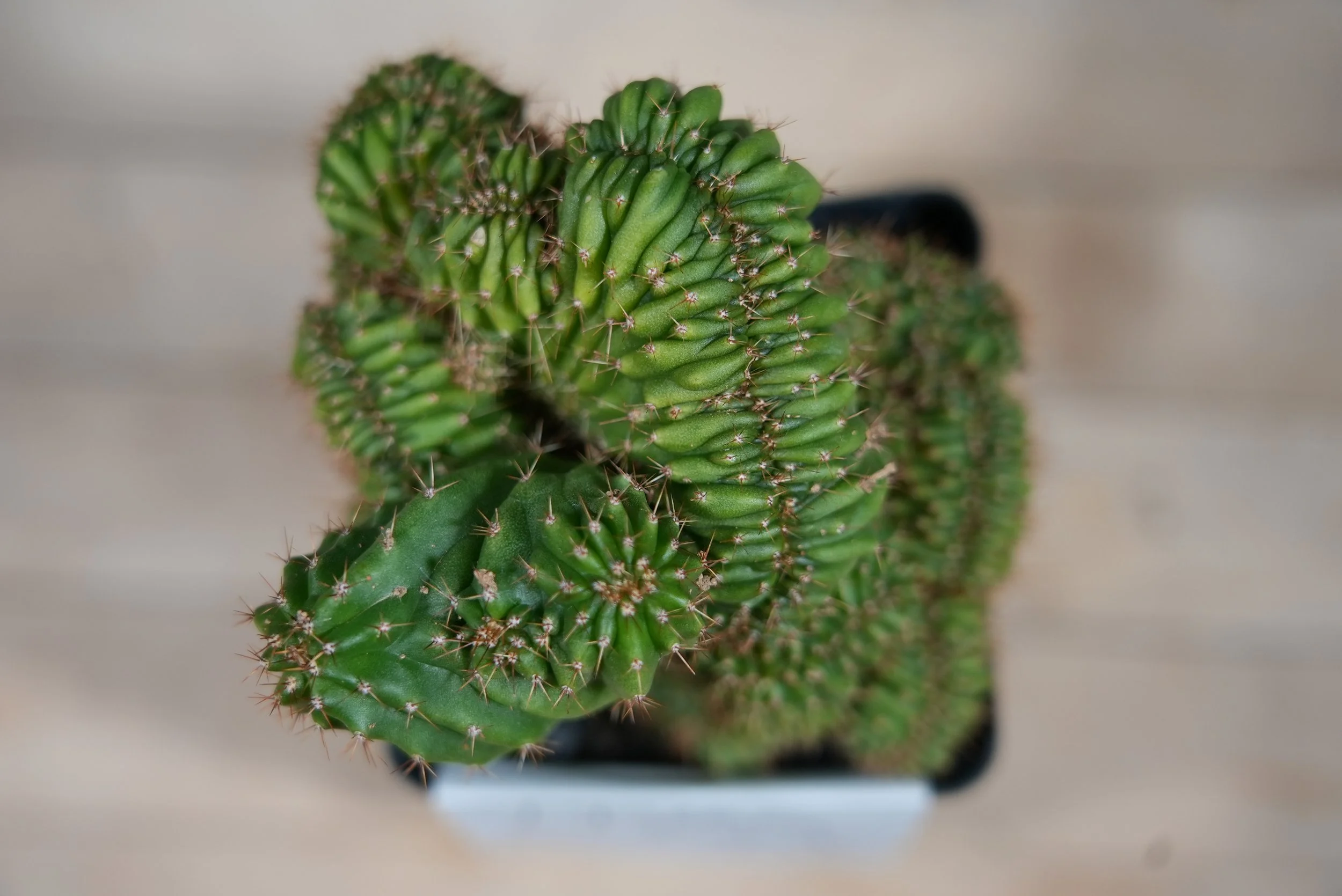 tpqc x olivia 2:2.JPG